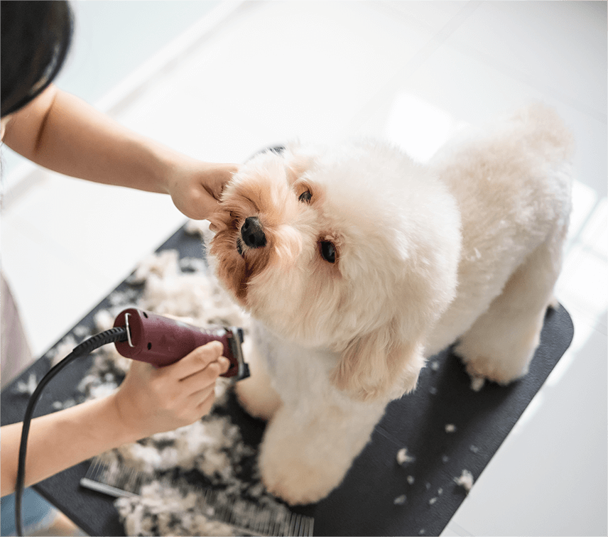 写真:ペットサロン01