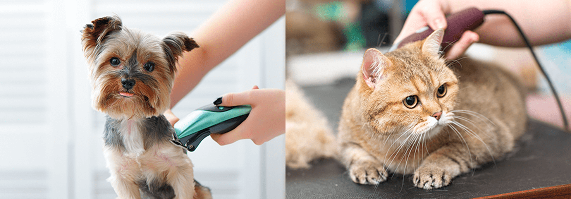 メイン画像:ペットサロン