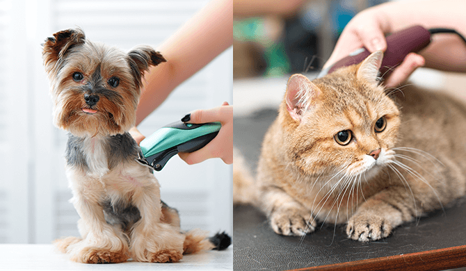 メイン画像:ペットサロン