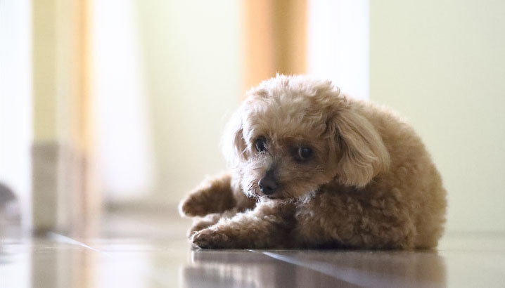 写真：床に寝そべっている犬