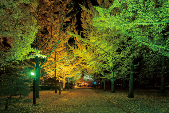 山形県総合運動公園 樹木ライトアップ | ライトアップ演出用照明器具（LEDカラー演出照明）｜納入事例 | 