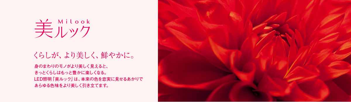 美ルック