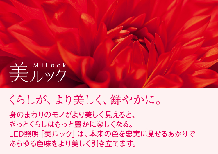 美ルック