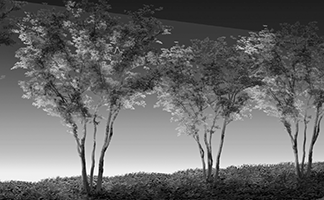 樹木のライトアップのイメージ画像