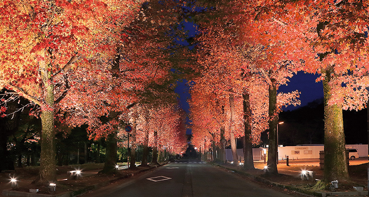 屋外 木 ストア 照明