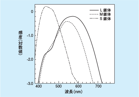 L 錐体・M 錐体・S 錐体それぞれの感度（対数値）と波長（nm）を表したグラフ