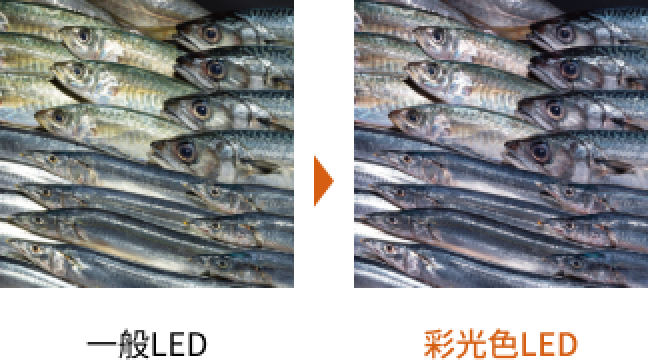 鮮魚の比較写真