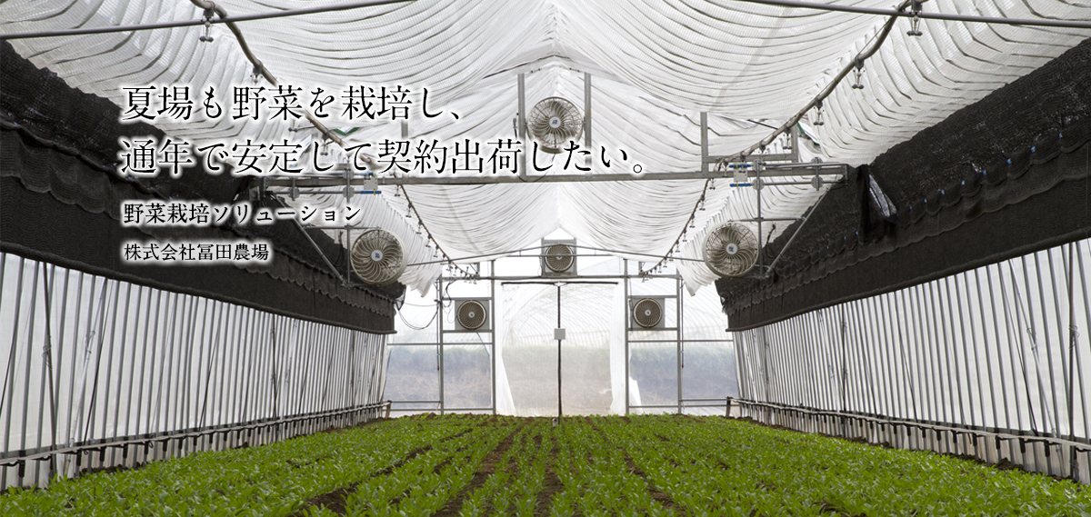 夏場も野菜を栽培し、通年で安定して契約出荷したい。野菜栽培ソリューション 株式会社冨田農場