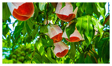 献上桃として知られる桑折町の桃