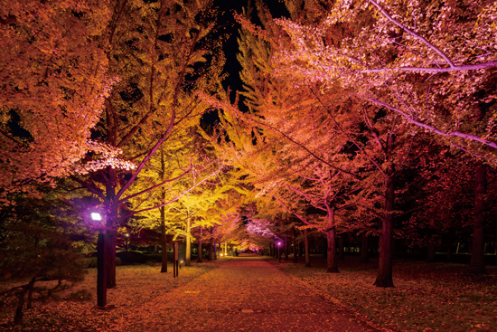 山形県総合運動公園 樹木ライトアップ | ライトアップ演出用照明器具（LEDカラー演出照明）｜納入事例 | 
